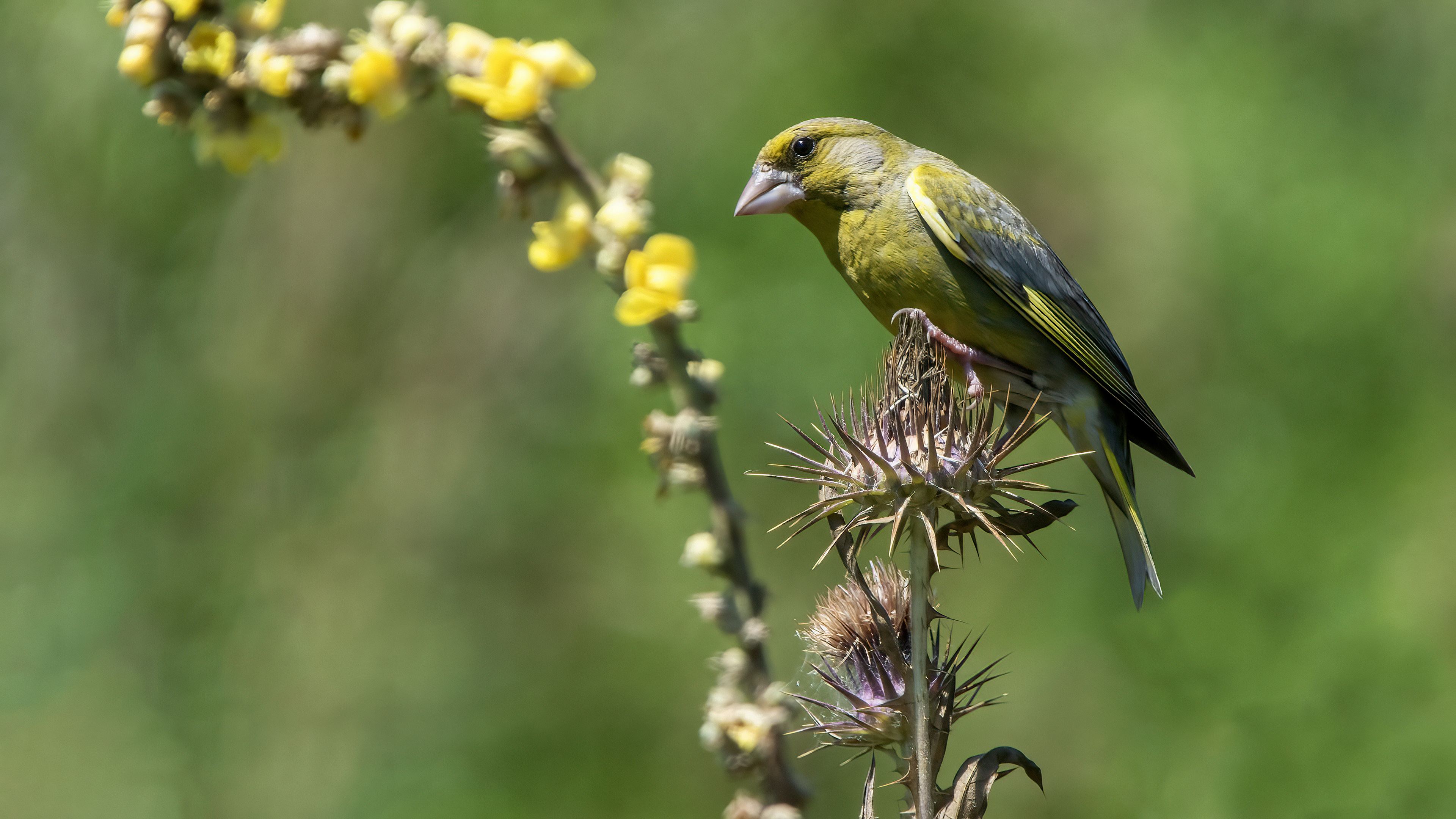 European Greenfinch